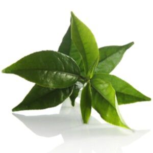 GREEN TEA EXTRACT – ORGANIC (สารสกัดชาเขียว ออแกนิค)
