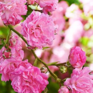 ROSE DAMASCENA PREMIUM ABSOLUTE (ดอกกุหลาบดามัสเซน่าแอปโซลูท)