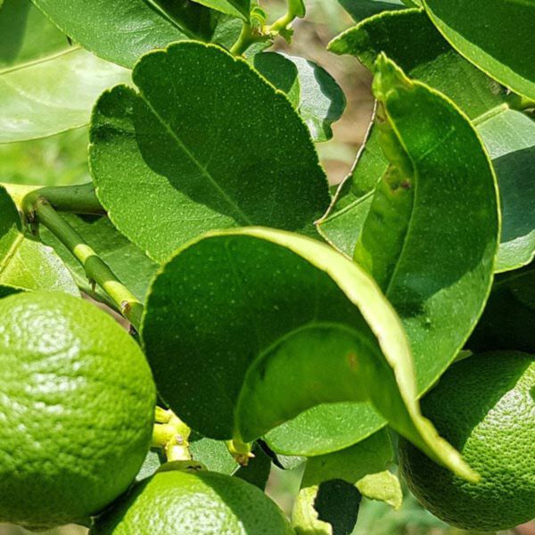 KAFFIR LIME LEAVES ESSENTIAL OIL (น้ำมันหอมระเหยใบมะกรูด)